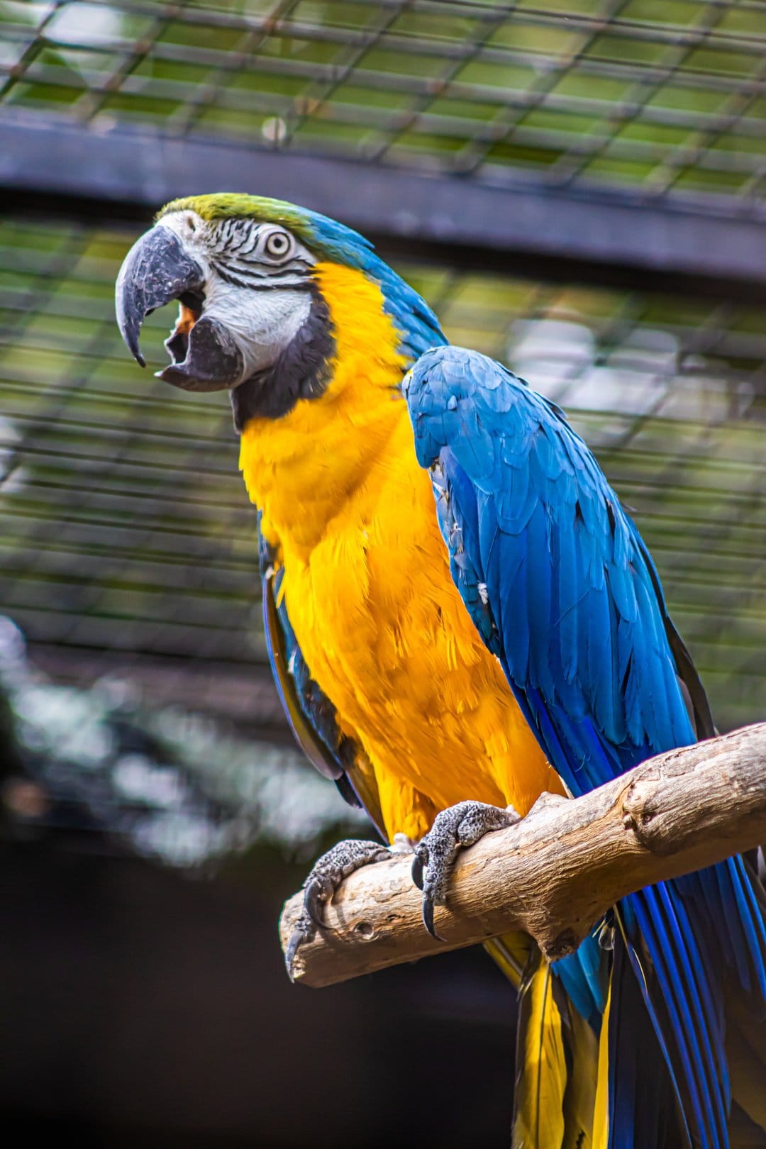 Blue and gold macaw perches on a gnarled branch with its beak open against a blurred dark green forest backdrop.