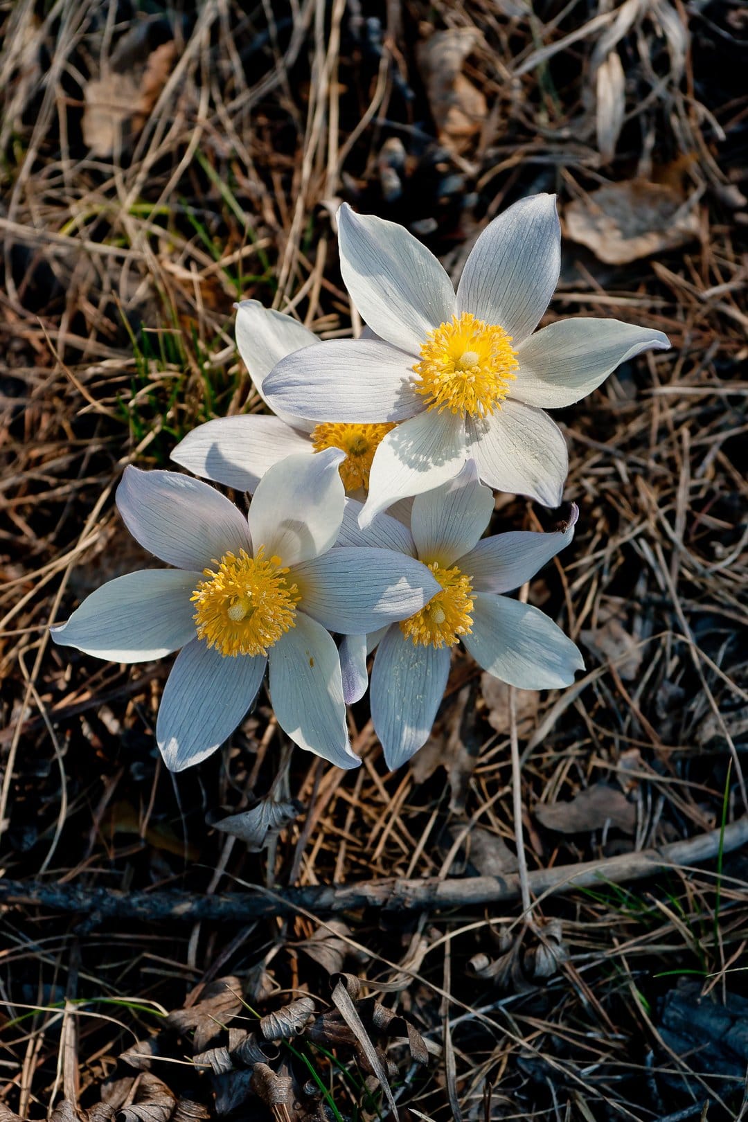 White anemone flowers with yellow centers grow through brown leaves and dry grass on a woodland forest floor.