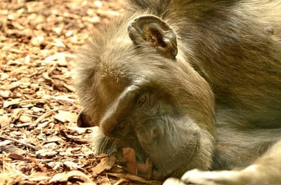 comic,desktop backgrounds,chimpanzee,cool backgrounds,hd wallpaper,free background,windows wallpaper,closeup,beautiful wallpaper,mac wallpaper,animal,wallpaper 4k,chimp,wildlife,chimpanzee,ape,monkey,face,wild,africa