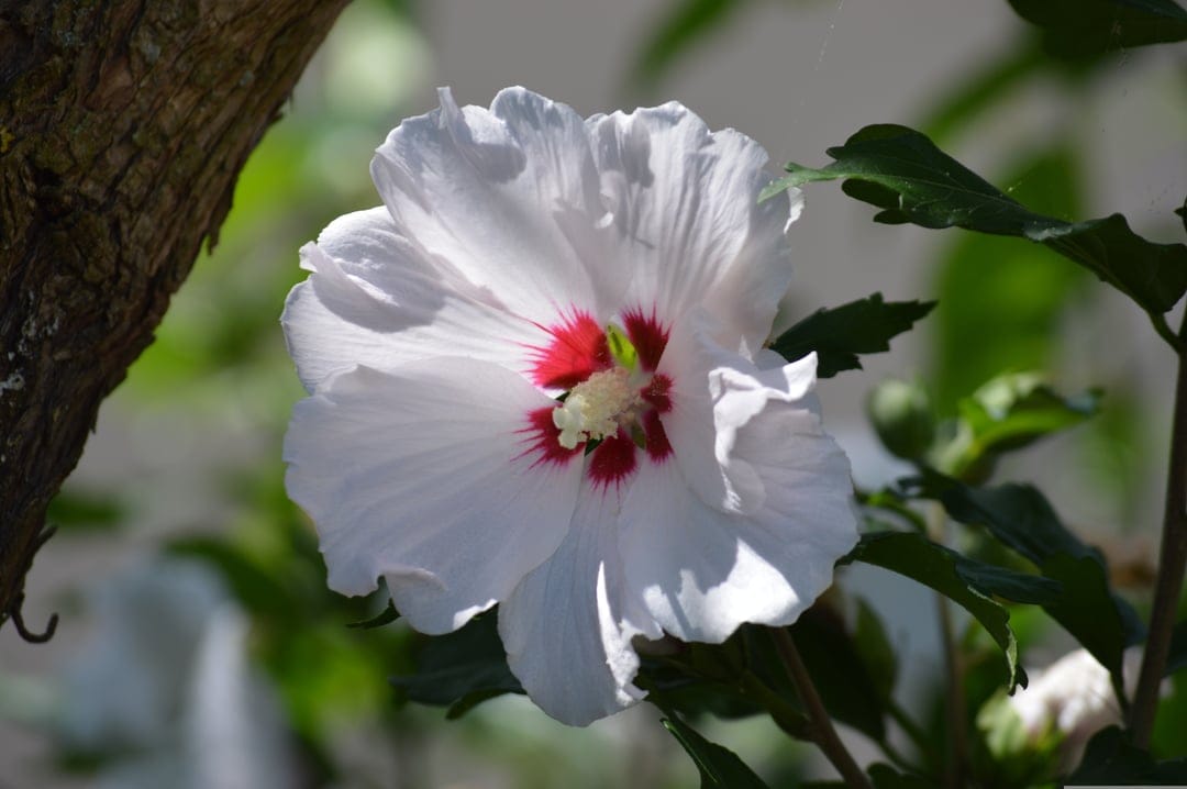 White Rose of Sharon flower with a crimson center and ruffled petals against green leaves and a tree branch.