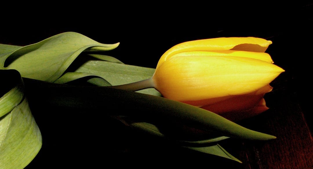 Yellow tulip with delicate petals and a green stem lies horizontally against a solid matte black background.