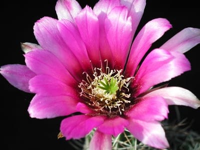 Fuchsia cactus flower with silky petals and a green stamen cluster blooming against a solid black backdrop.