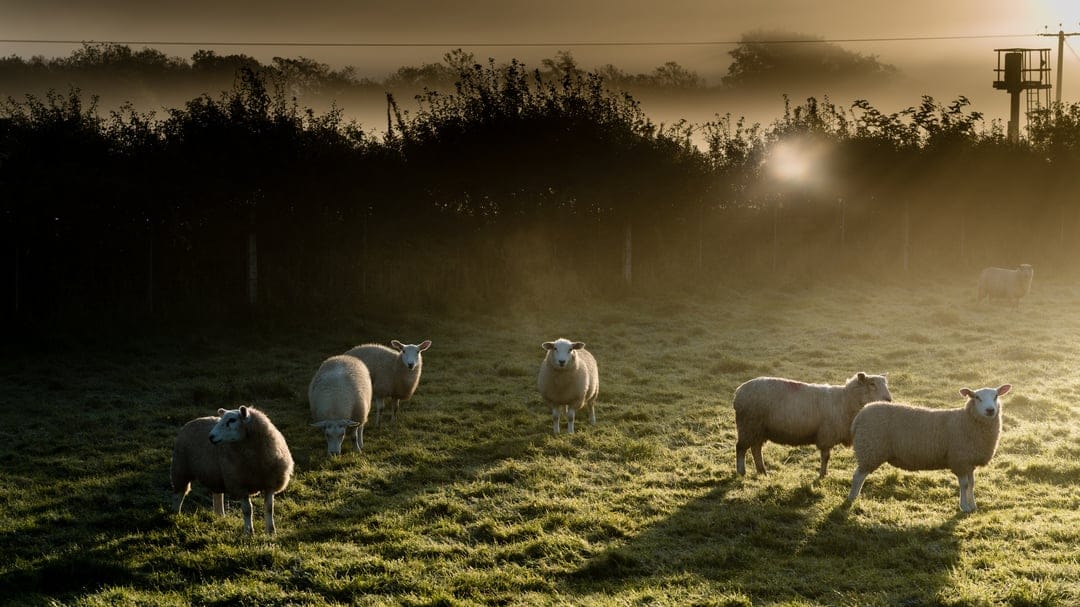 Sheep grazing in a misty field at sunrise with golden light, hazy silhouettes, and a bright sunflare.