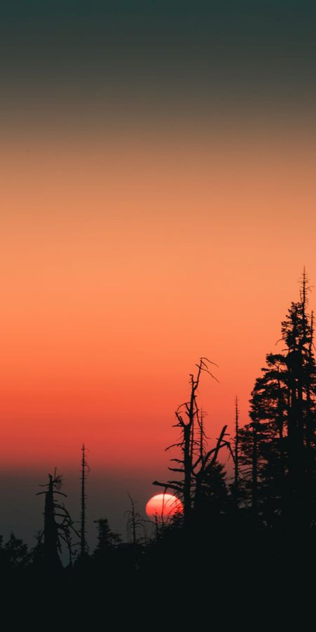 Massive red sun glowing behind the dark silhouettes of pine trees and bare branches during a fiery sunset.