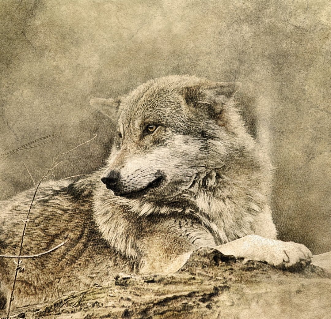 Grey wolf with thick fur lies on a leaf-strewn forest floor, looking directly forward in a sepia-toned portrait.