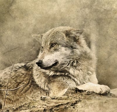 wolf,art,predator