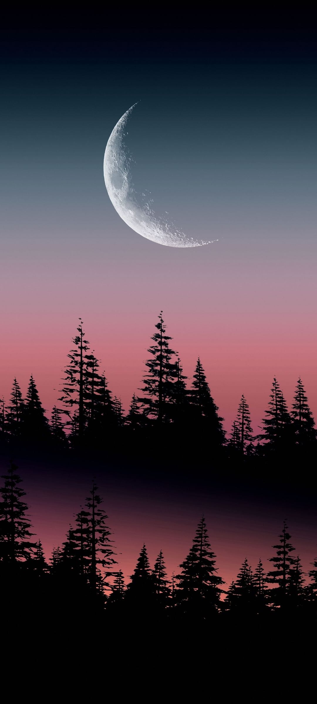 Slender crescent moon glowing in a purple and blue gradient sky above dark silhouetted pine tree branches.