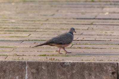 Dove,Dove wallpaper,Dove background,birds wallpaper,birds