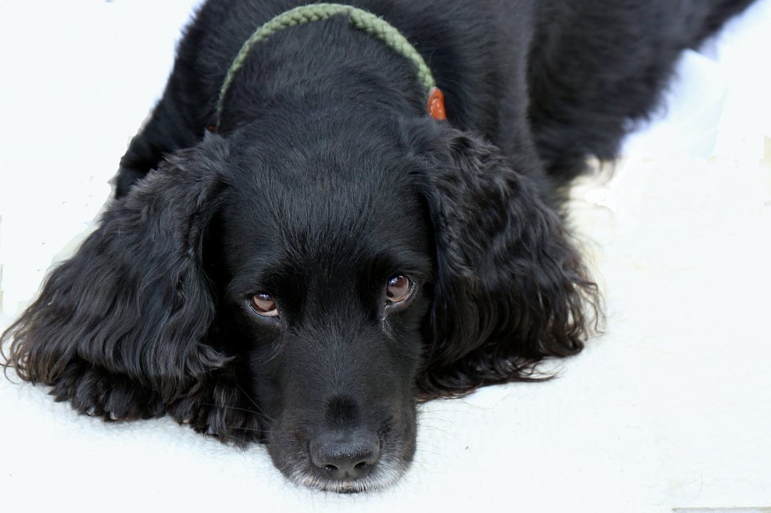 Black Cocker Spaniel dog with wavy ears and a green collar lies on a white surface looking at the camera.