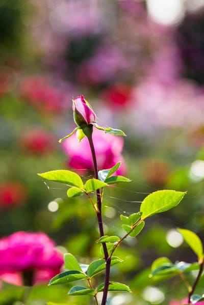 Pink rose bud unfurling amidst green leaves with sunlit spiderwebs and a soft pink and green bokeh background.