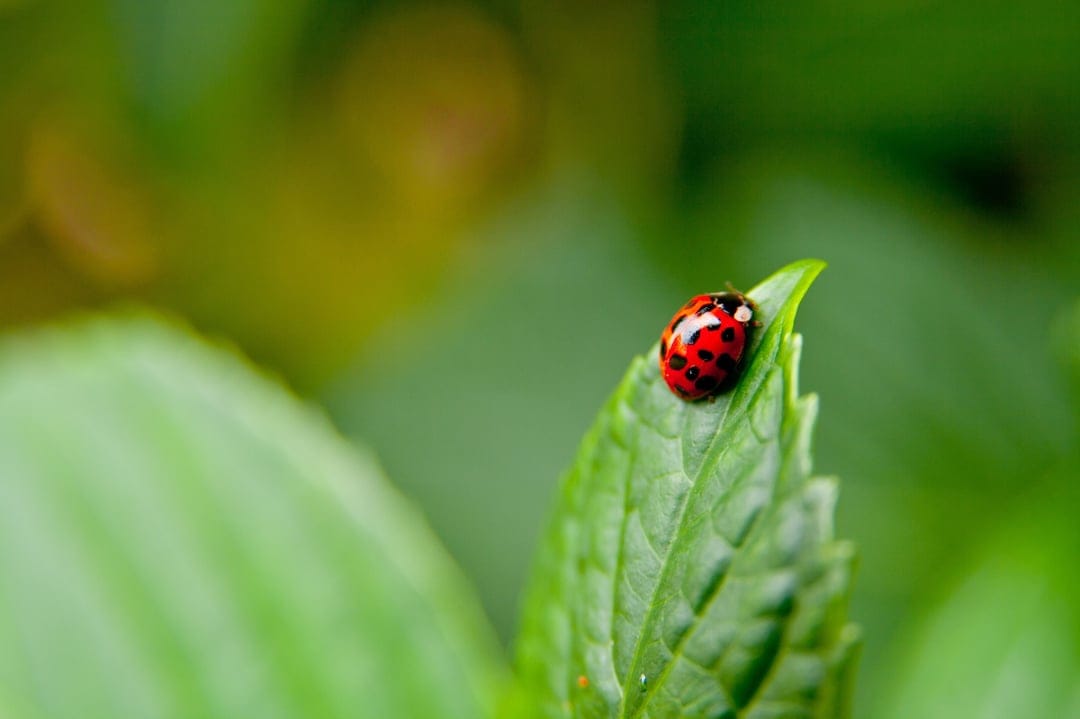 Red ladybug with black spots perched on a vibrant green leaf tip against a blurred forest background.