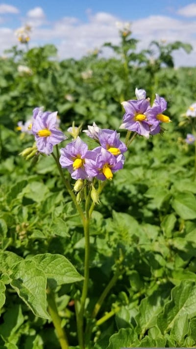 Purple potato flowers with yellow centers bloom in a green field under a blue sky with soft white clouds.