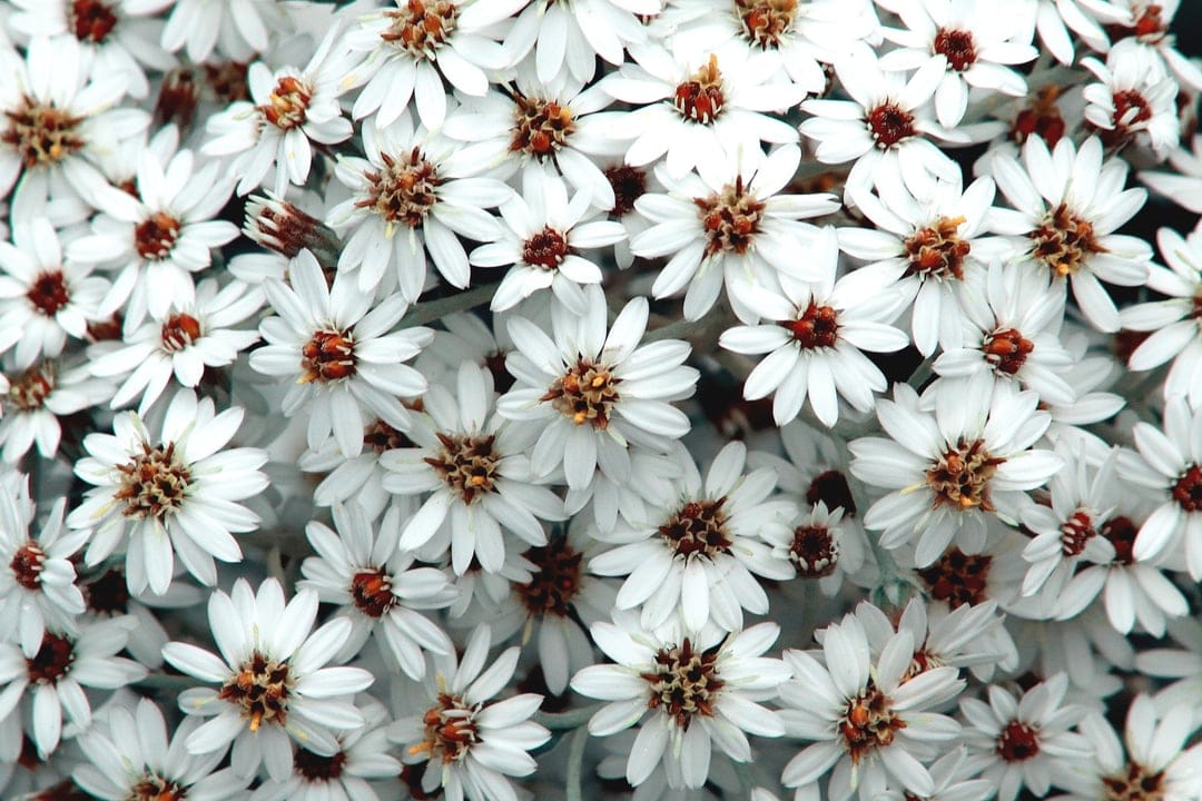 White daisy-like flowers with dark brown centers are clustered together in a tight, overhead macro view.