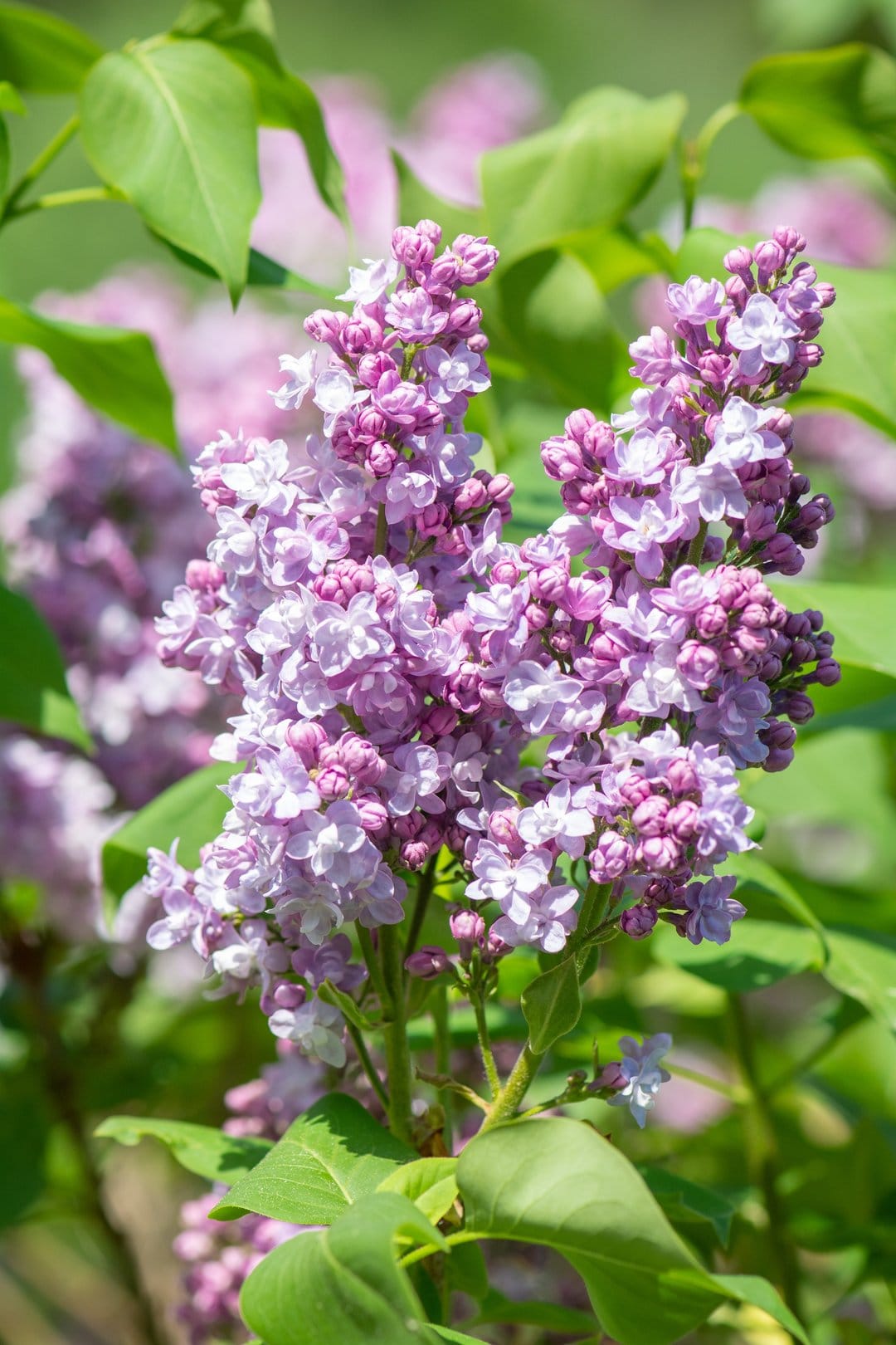 Clustered purple lilac flowers with four petals surrounded by green leaves in a soft macro botanical shot.