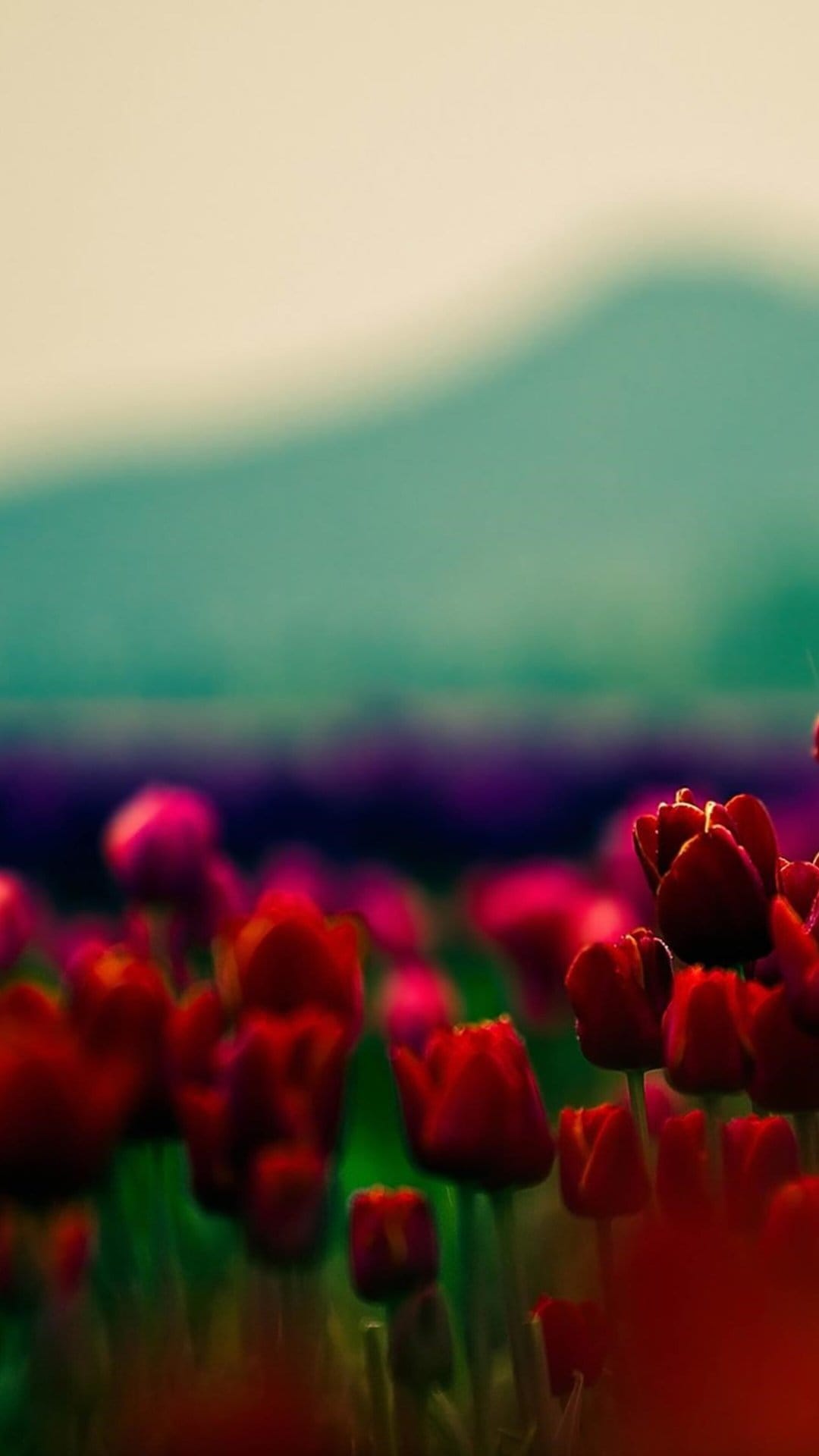 Red tulips in a floral field with shallow focus against blurry blue and purple distant mountain peaks.