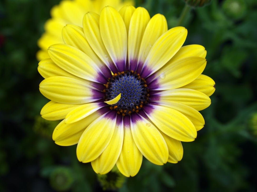 Yellow daisy petals with a dark purple inner ring and blue center against a blurred green backdrop.