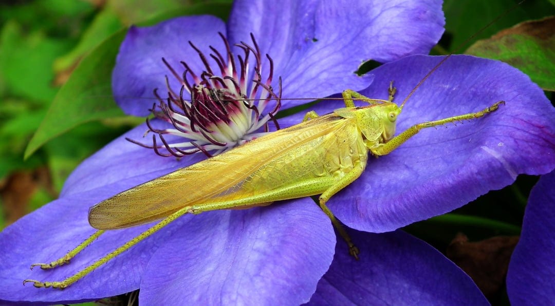 Green grasshopper with thin legs perching on the velvety purple petals of a blooming clematis flower in a garden.