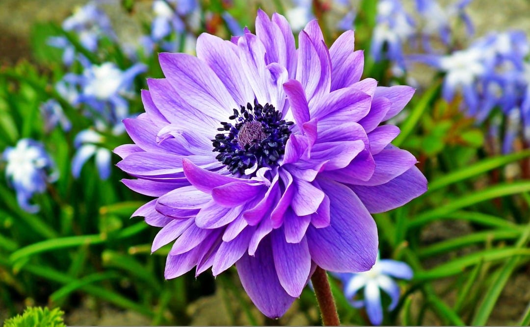 Purple anemone flower with a black center surrounded by green leaves and small blue wildflowers in soft light.
