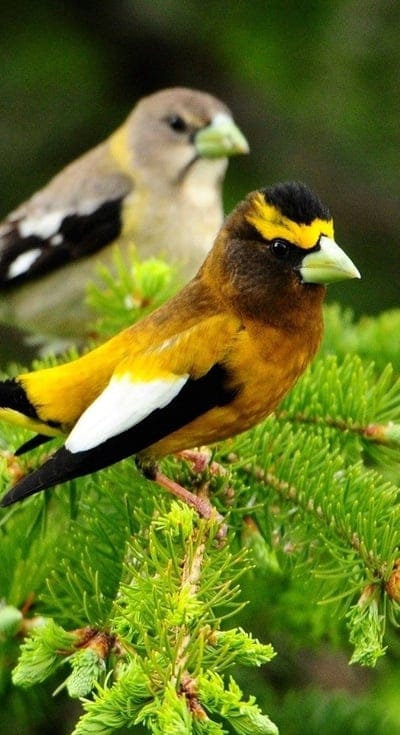 birds,pair,branch,sit,leaves