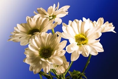 White daisies with yellow centers arranged on a smooth blue gradient background with soft lighting and shadows.