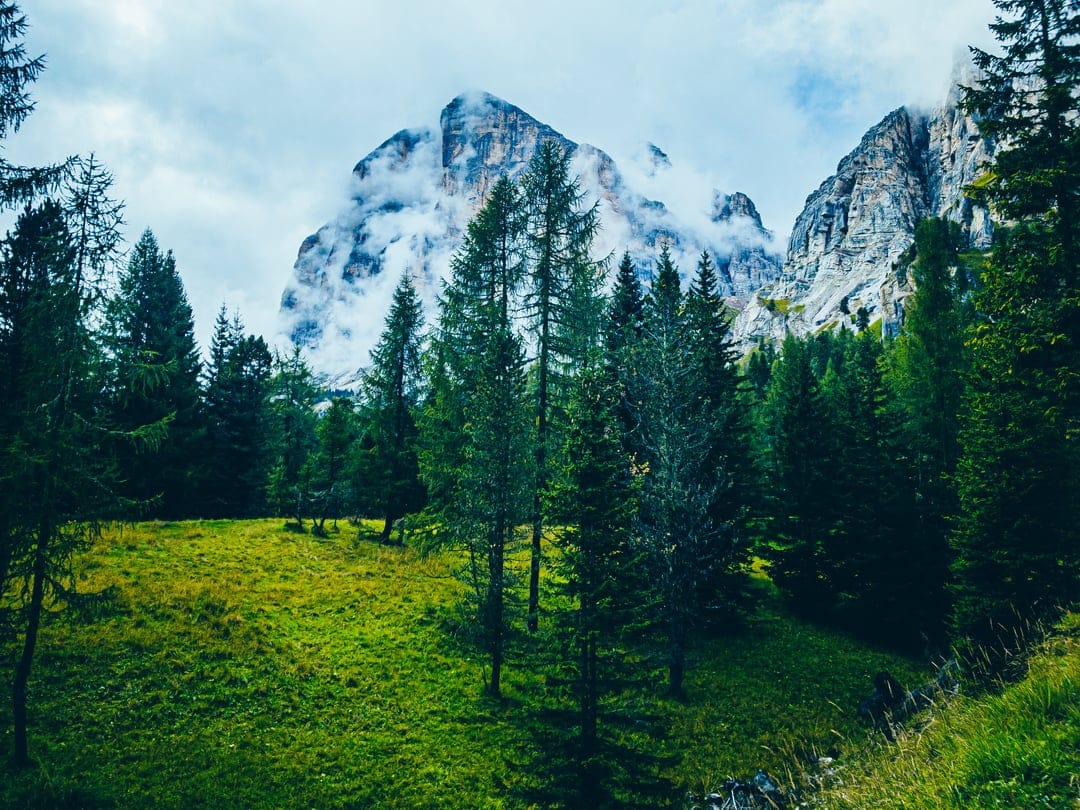 Jagged mountain peaks wrapped in thick white mist overlook a vibrant green pine forest and sunlit alpine meadow.