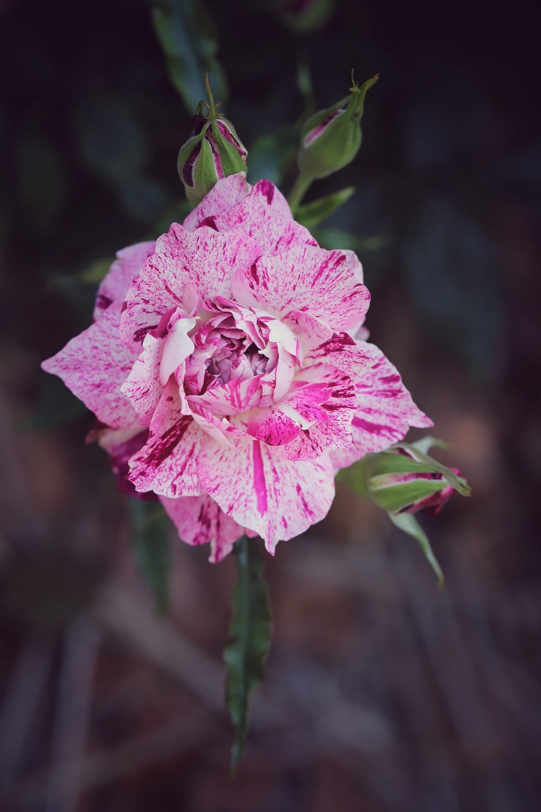 Striped pink and white rose with emerging buds and green leaves positioned against a dark blurred backdrop.