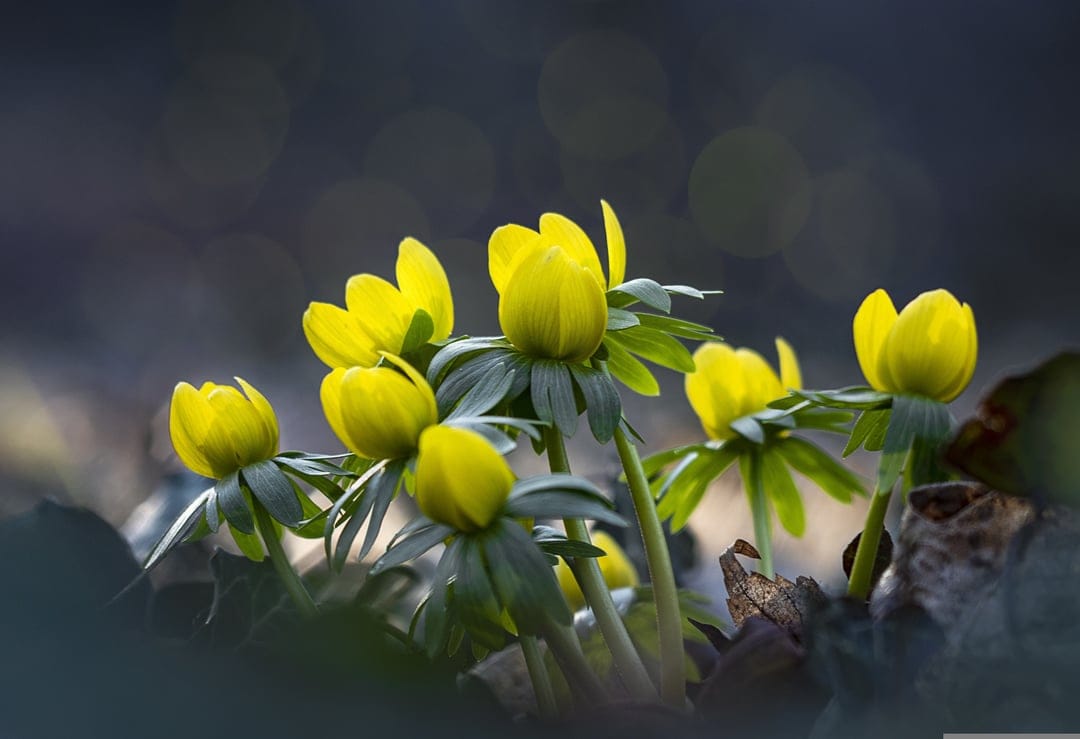 Yellow winter aconite flowers sprout from dark soil and autumn leaves under soft, glowing bokeh light effects.