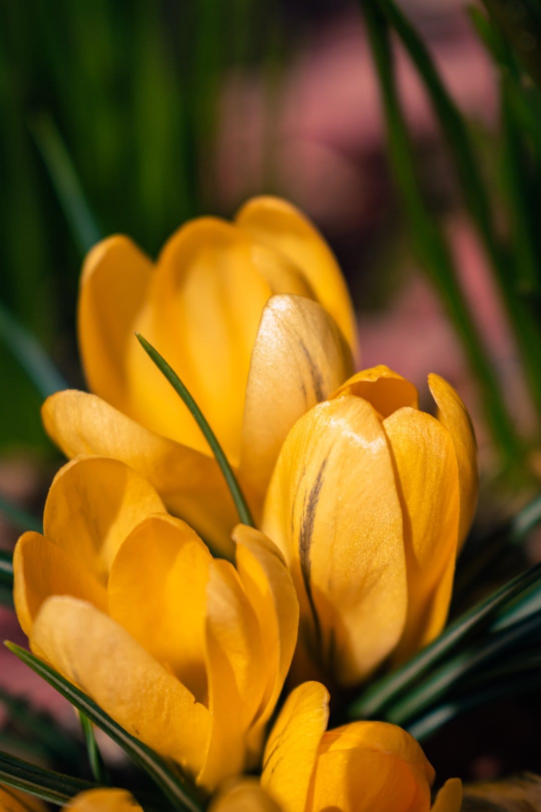 Golden yellow crocus blossoms with fine brown veins bloom in green grass under soft, warm spring sunshine.