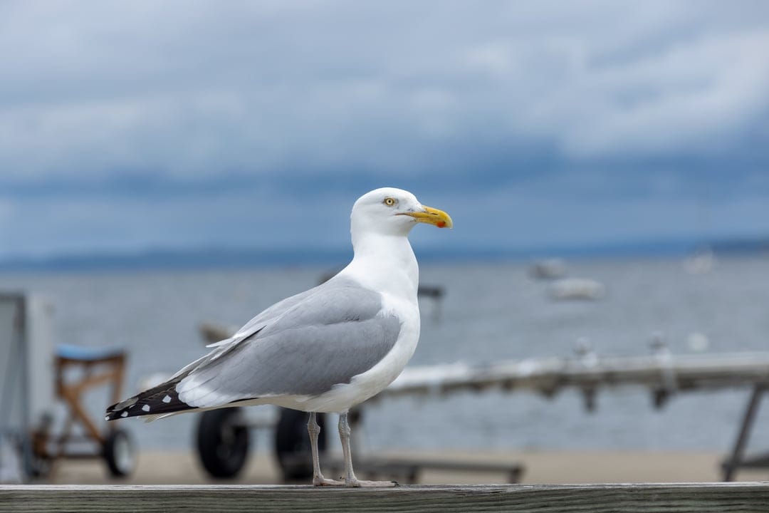 Seagull with white and grey feathers sits on a wooden pier railing against a cloudy blue sky and distant water.