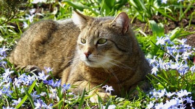 Tabby cat with green eyes lying in a bed of small blue spring flowers with dappled sunlight on its fur.