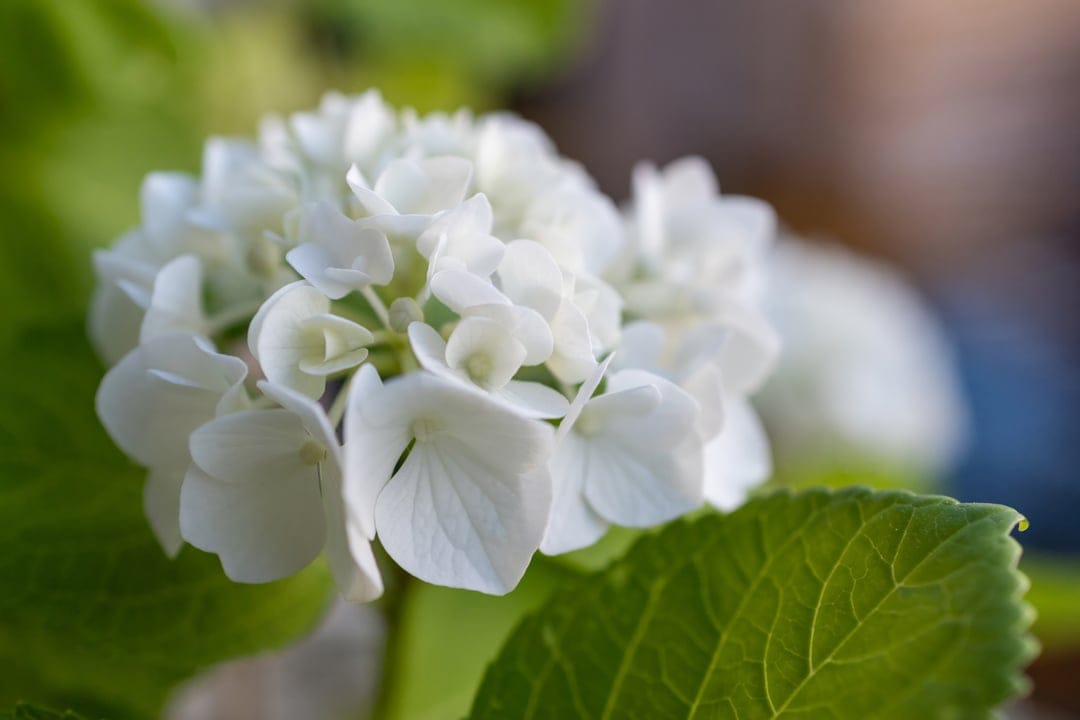White hydrangea florets with detailed petals and soft green leaves against a blurred bokeh background.