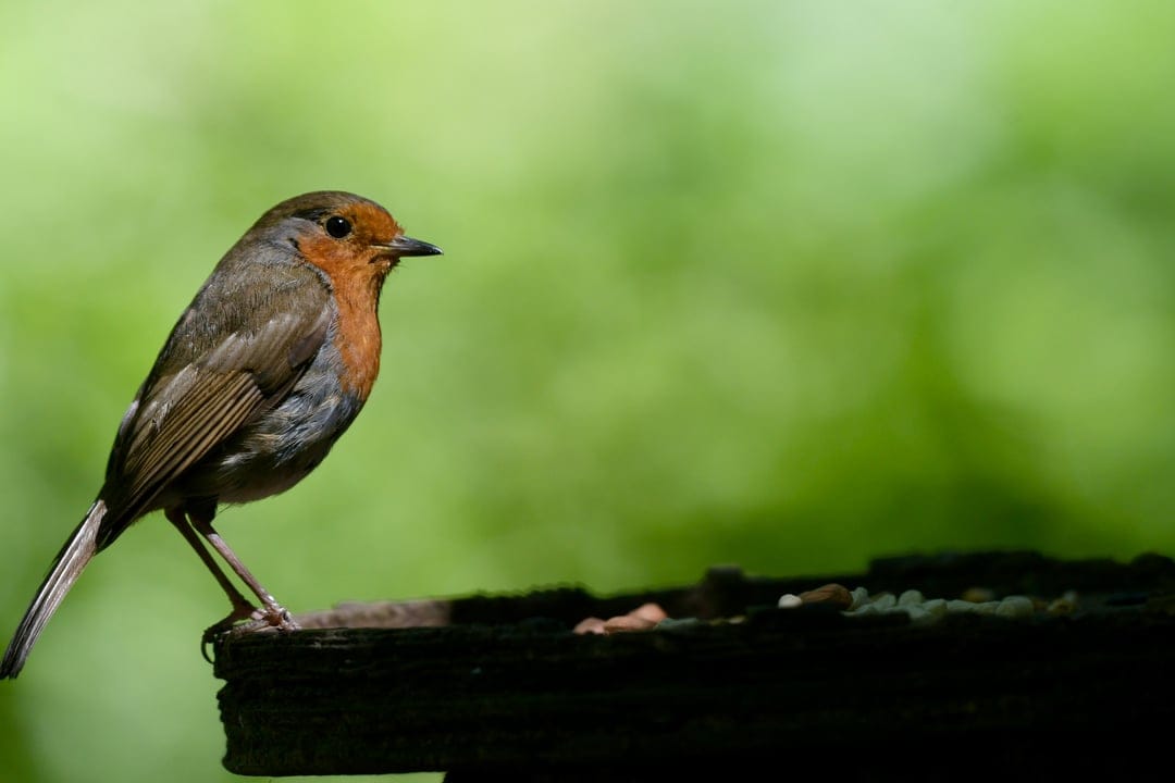 European Robin with an orange breast sits on a wooden feeder amidst soft green bokeh and dappled sunlight.
