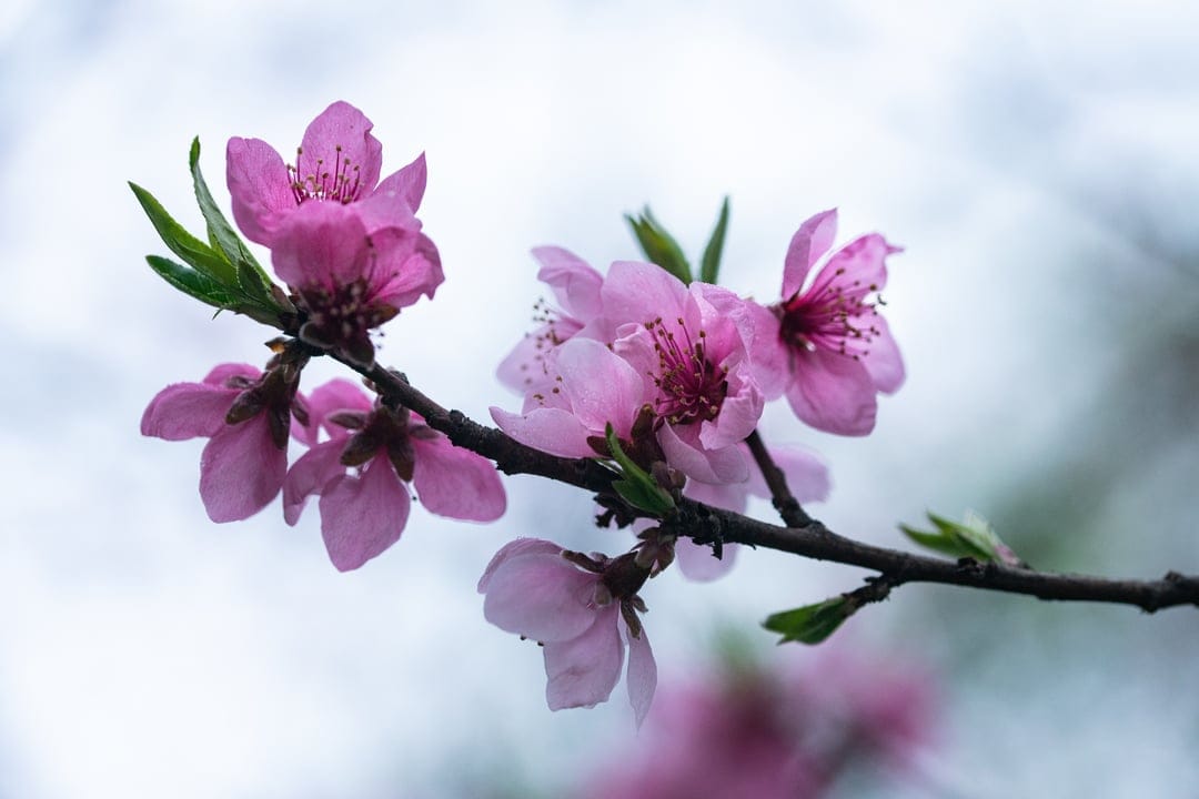 Peach blossoms with intricate pink petals and dark centers on a thin branch under a bright, glowing spring sky.