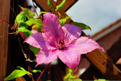 blossom,bloom,flower,mac wallpaper,windows wallpaper,hd wallpaper,free wallpaper,wallpaper 4k,clematis,purple,nature,flower wallpaper,flower background,plant,close up,cool backgrounds,wallpaper hd,filigree,summer flower,laptop wallpaper