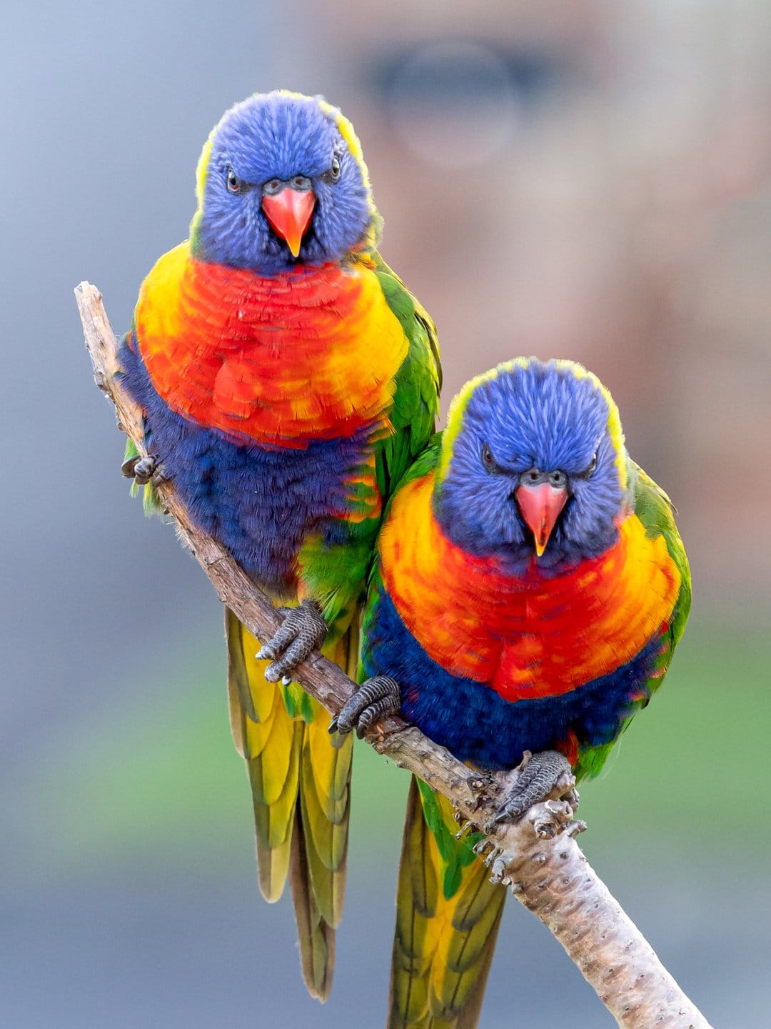 Rainbow Lorikeet pair with blue heads and orange chests perch on a tree branch against a soft blurred background.