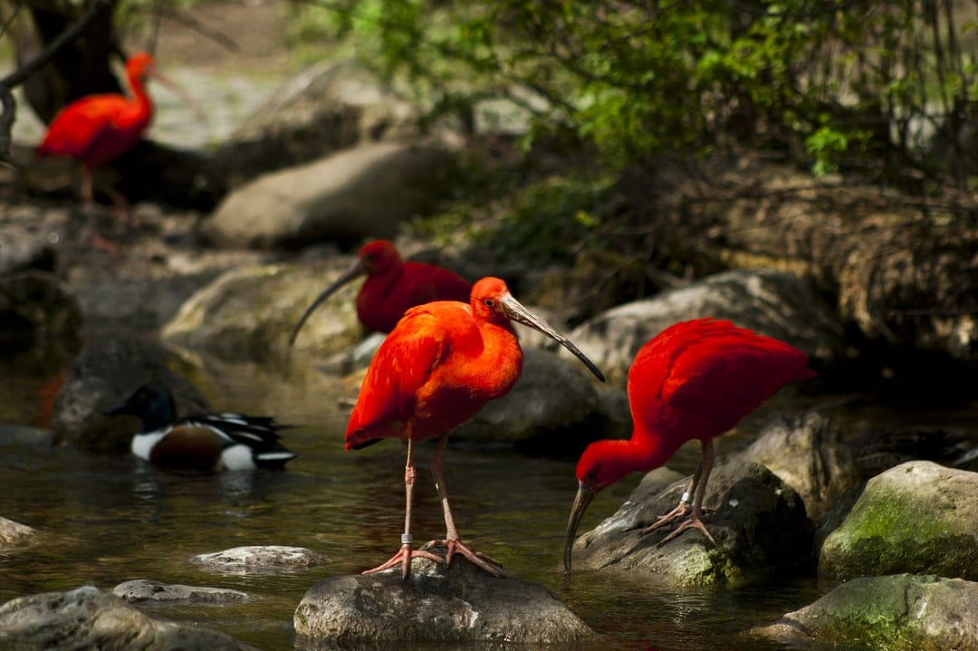 Scarlet ibises with curved beaks forage on mossy rocks in a shallow stream with a duck in the background.