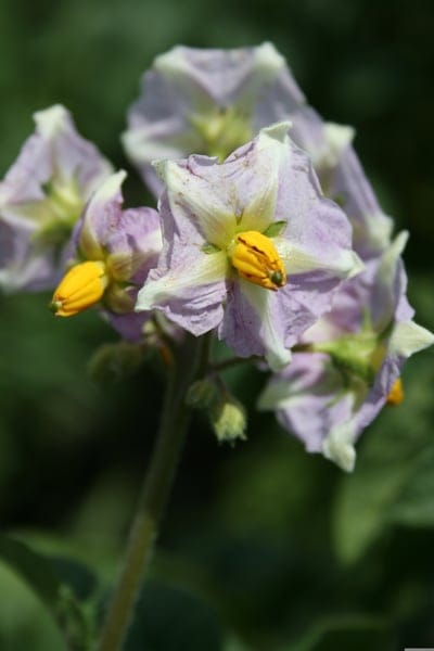 Lavender and white potato flowers with yellow centers bloom on a green stem against a soft blurred garden backdrop.