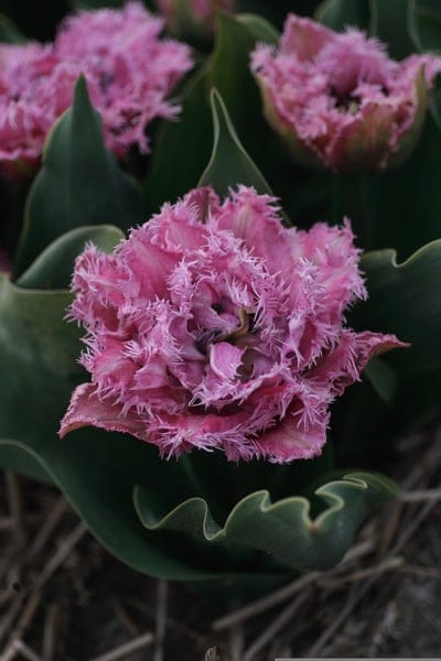 Pink fringed tulip with lacy petal edges and a yellow core blooms against a background of dark green leaves.