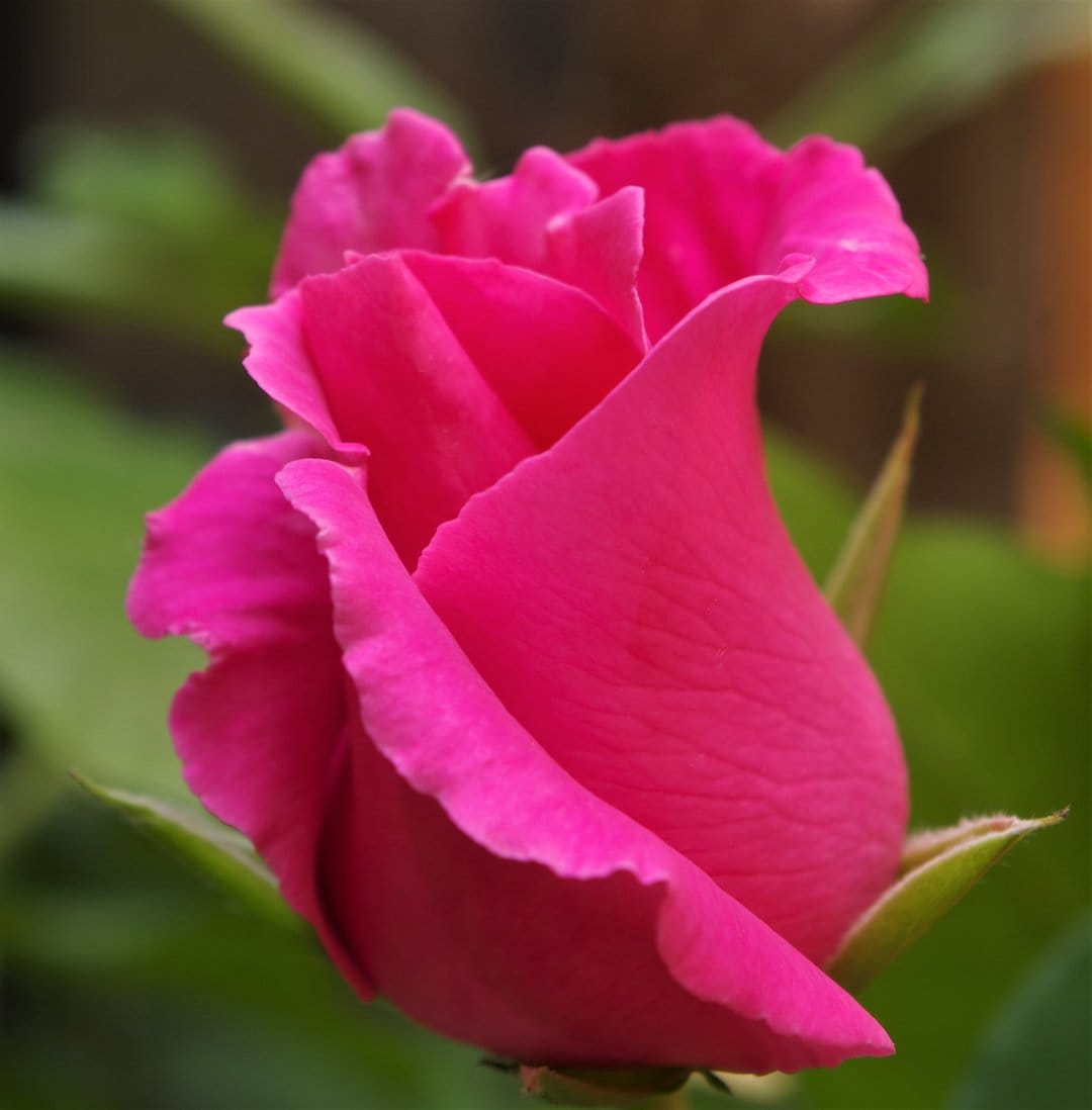 Pink rose bud unfurling with velvety fuchsia petals against a blurred green leafy background in close-up.