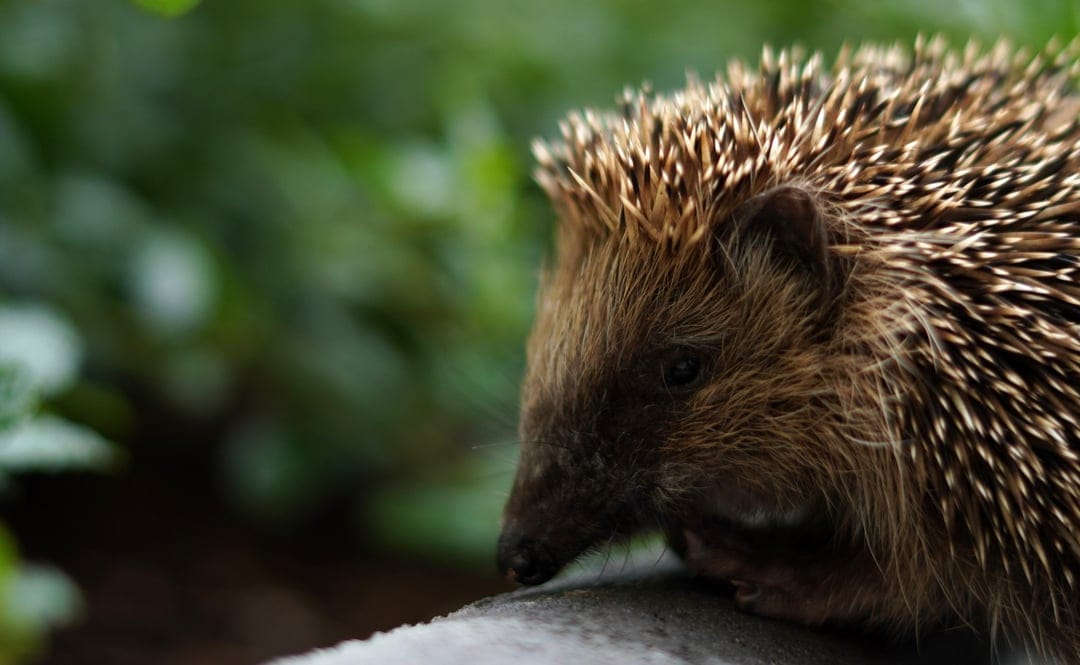 A brown hedgehog with sharp quills peeking through blurred green leaves creates an intimate wildlife portrait.