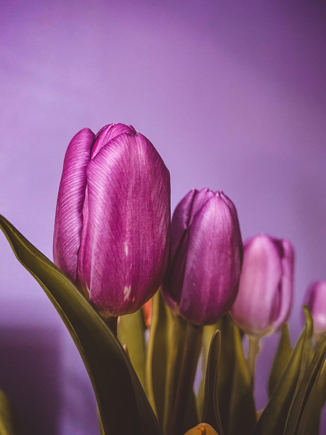 Purple tulip petals in sharp focus contrast against a blurred lavender background and green leaves in a garden.