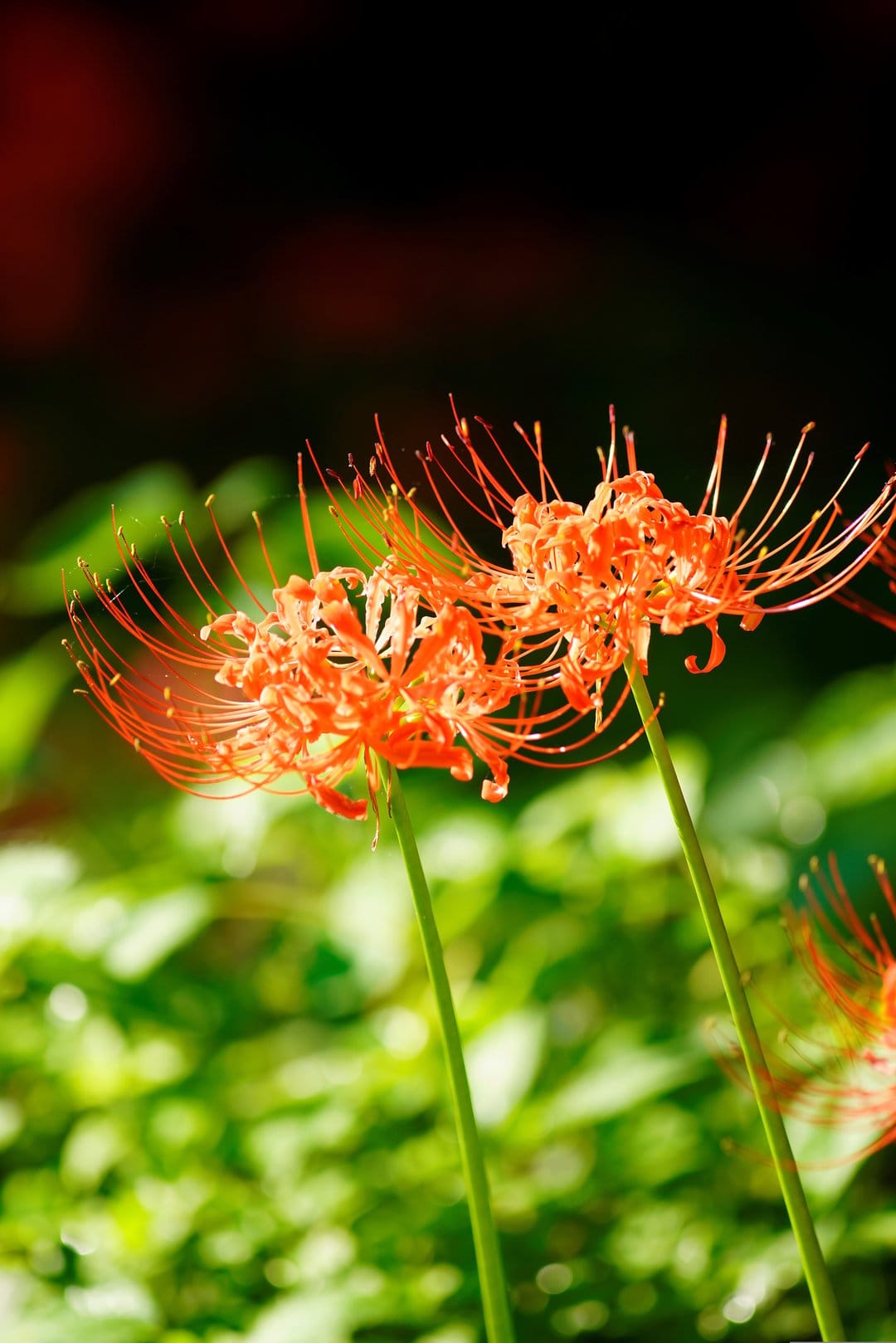 Two red spider lilies with long curved filaments stand against a blurry dark green and black background.