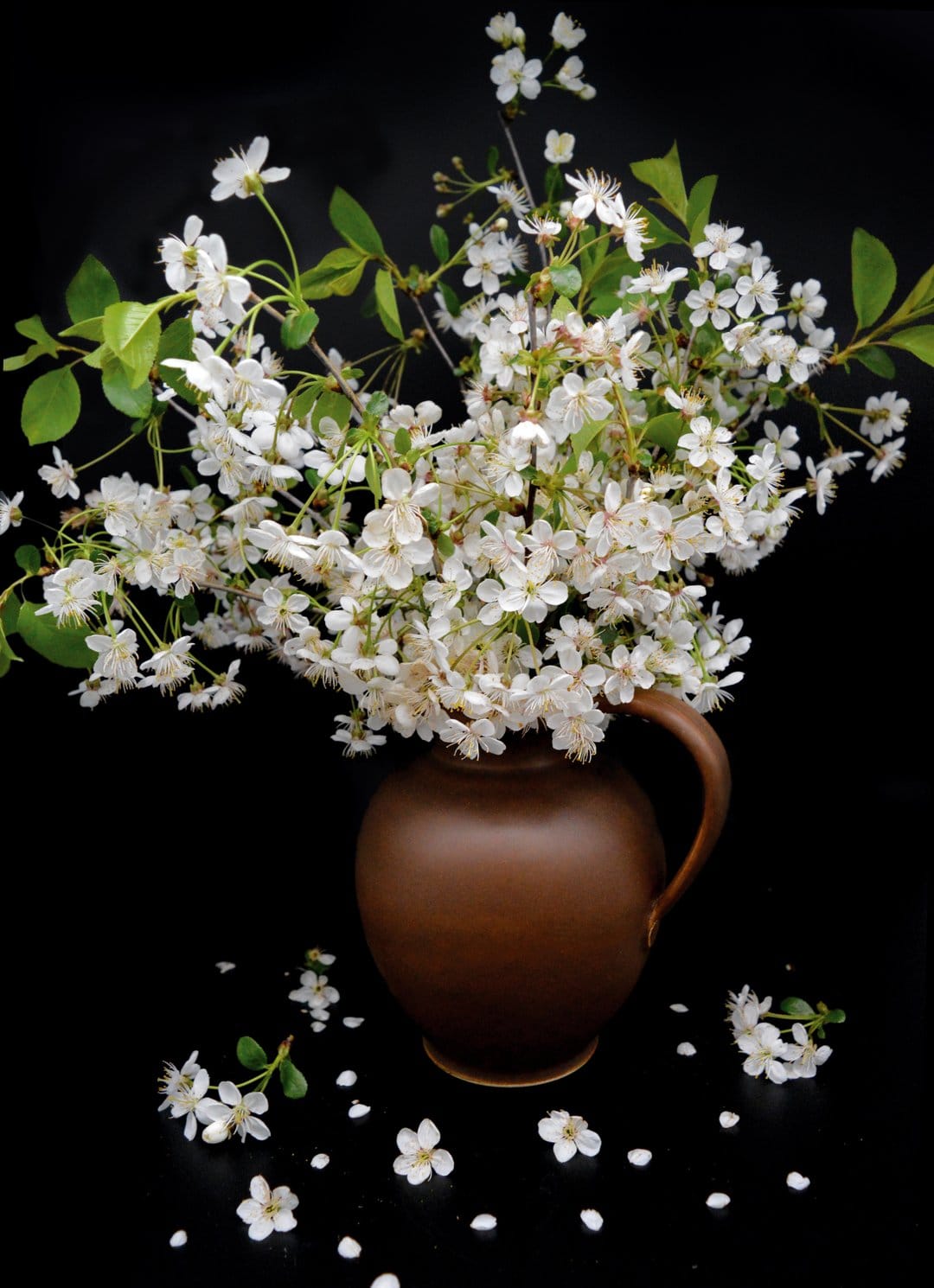 White cherry blossoms in a brown ceramic pitcher with green leaves and fallen petals on a black background.