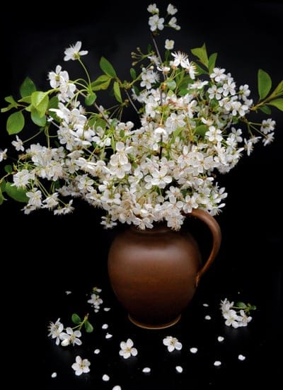 vase,still life,bouquet,white flowers,black background,cherry blossom,flower vase,beauty,bloom,petals,black life,black beauty,iPhone wallpaper,flower wallpaper