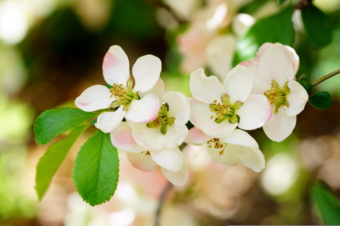 White cherry blossoms with pink-tipped petals and green leaves appear against a soft bokeh background of sunlight.