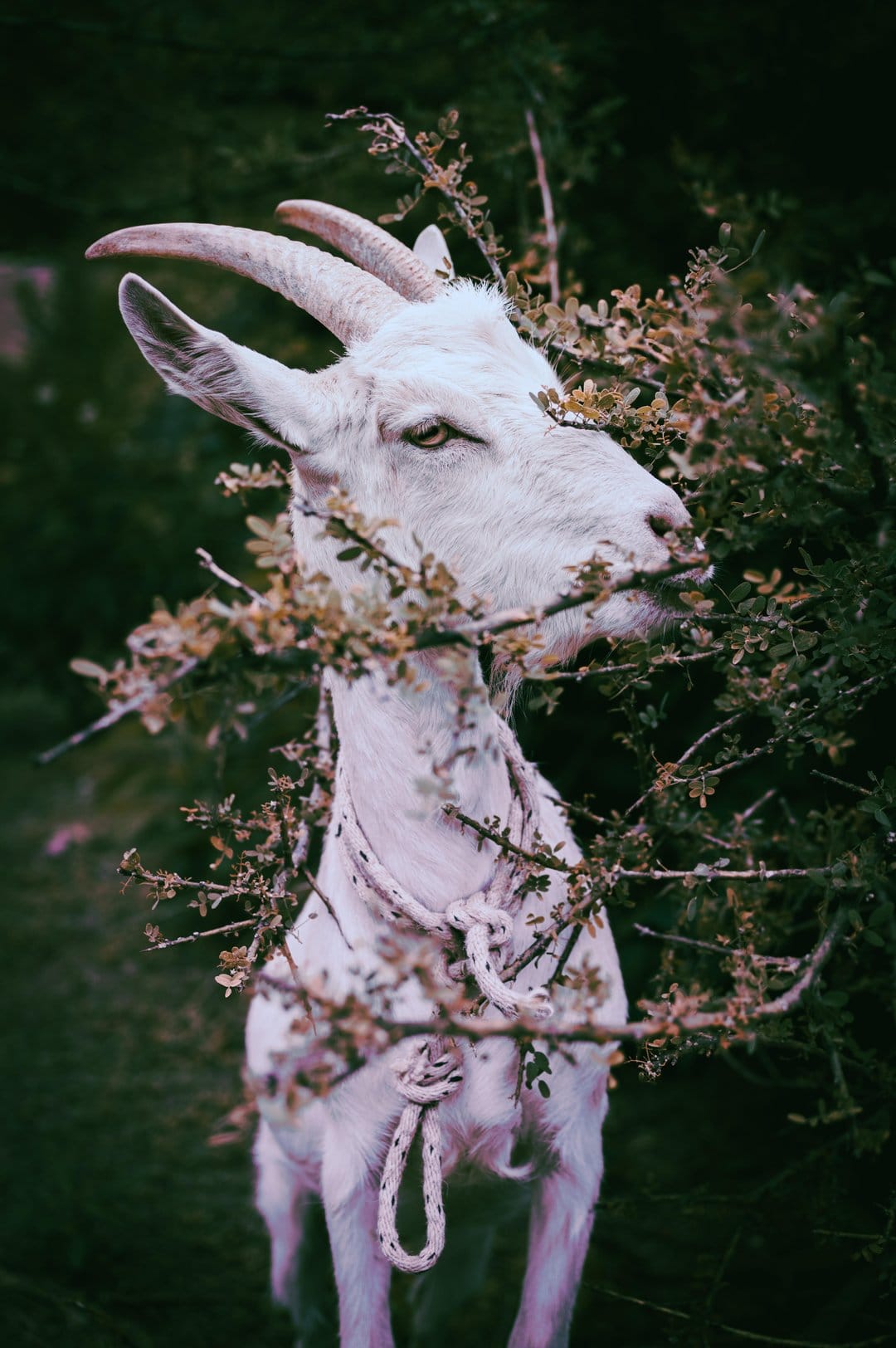 White goat with curved horns nibbles on green leaves while wearing a knotted rope halter in a close-up shot.
