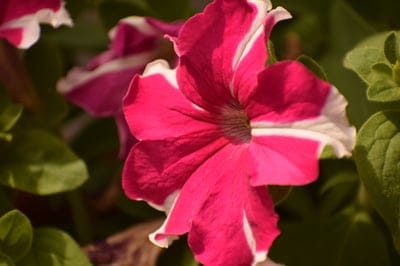 Pink petunia bloom with white stripes and soft velvety petals against a blurred green leaf background.