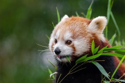 red panda,little panda,bamboo,mammal,nature wallpaper,in voice of endangered,desktop backgrounds,full HD wallpaper,beautiful nature,Mac wallpaper,climber,4k wallpaper,omnivore and herbivore,HD wallpaper,Ailurus fulgens,Asia,gestation 135 days,wild,nature 