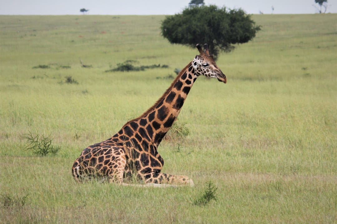 Giraffe with a patterned coat rests in tall green savanna grass near a lone tree in a peaceful wildlife scene.