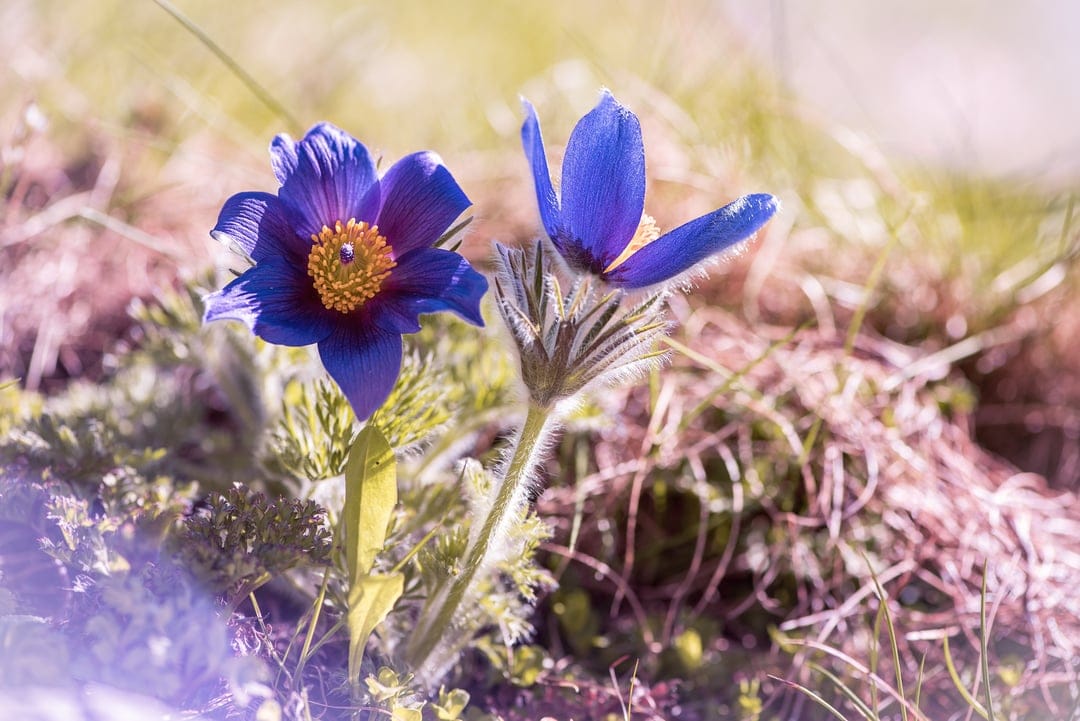 Two blue Pasqueflowers with yellow centers and fuzzy stems bloom among soft green grass in a spring meadow.
